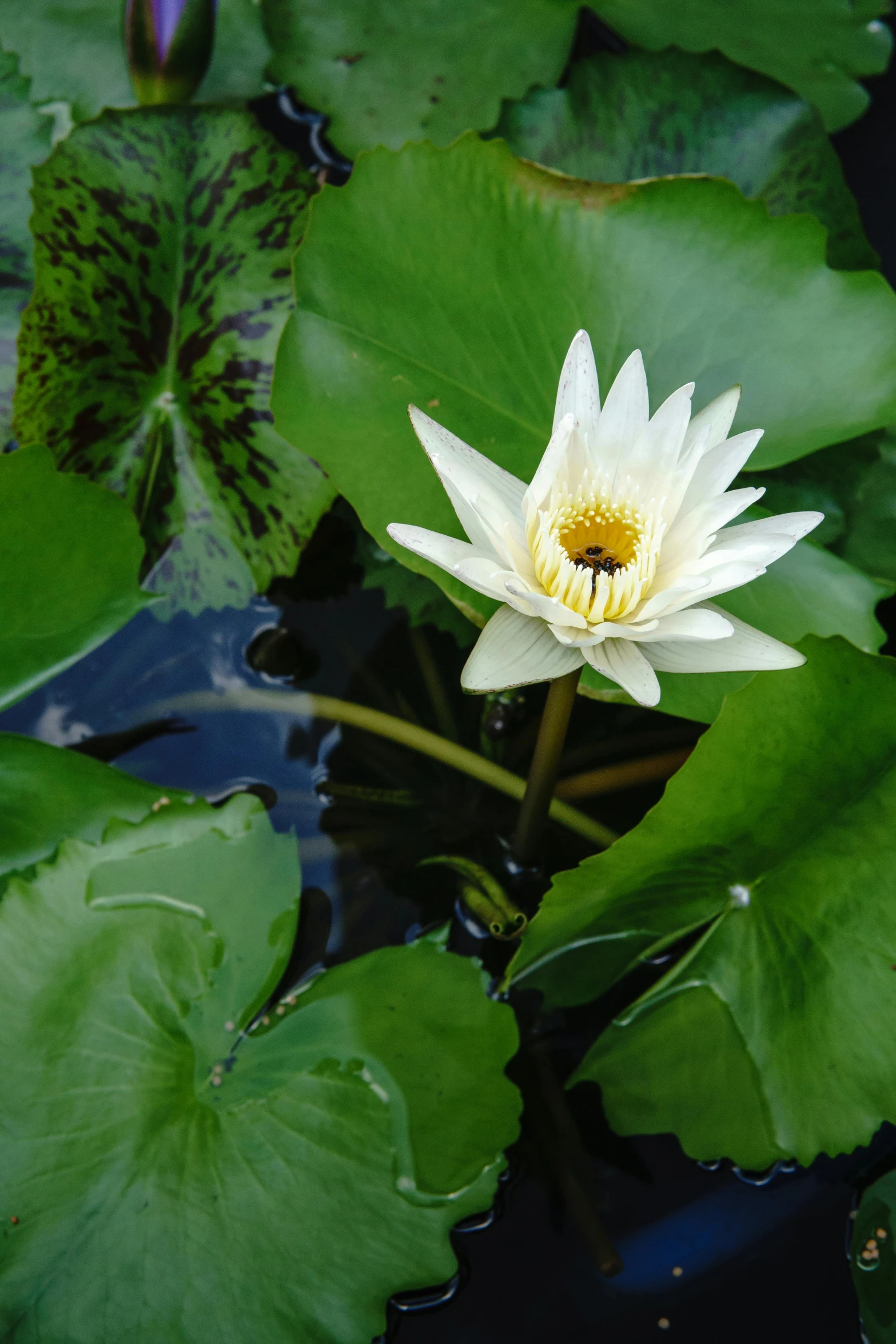 there is a white and yellow flower sitting in the water