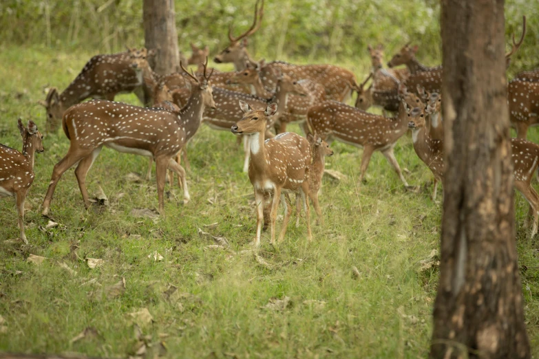 some little deers grazing in a grassy field