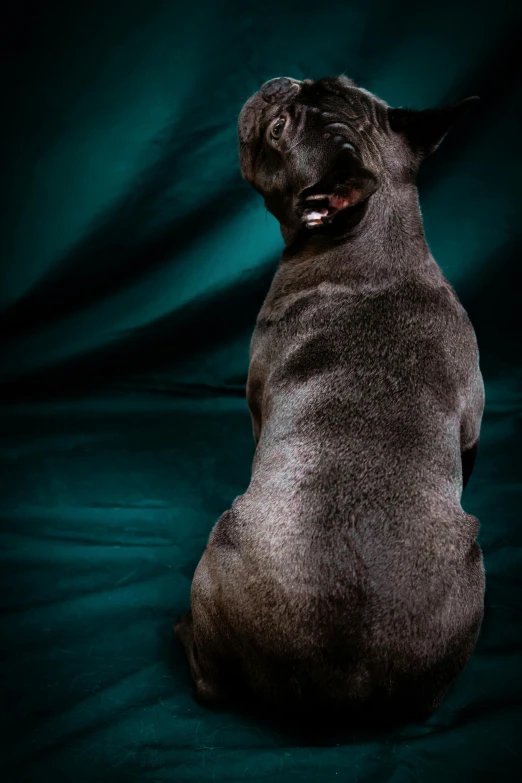 a pug sitting up in front of a dark backdrop