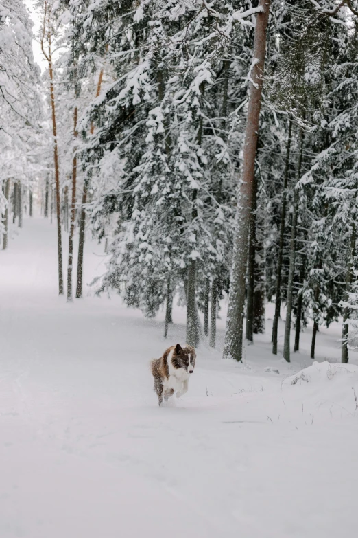 a dog that is walking through the snow