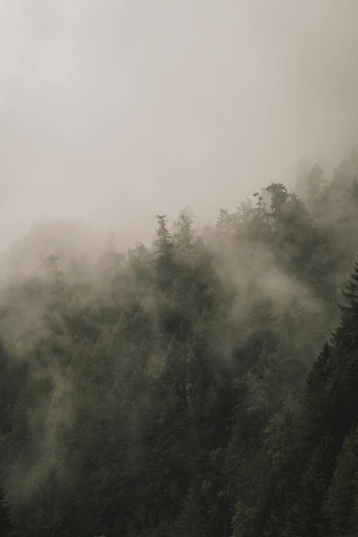 a bench sitting by the edge of a misty forest