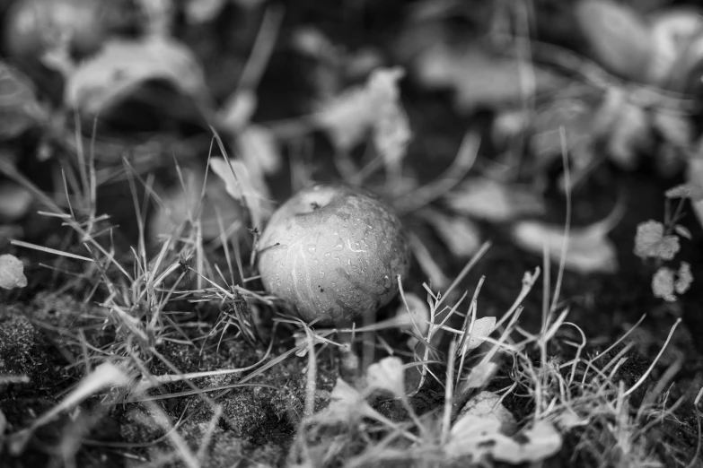 an apple sitting in the grass with green moss