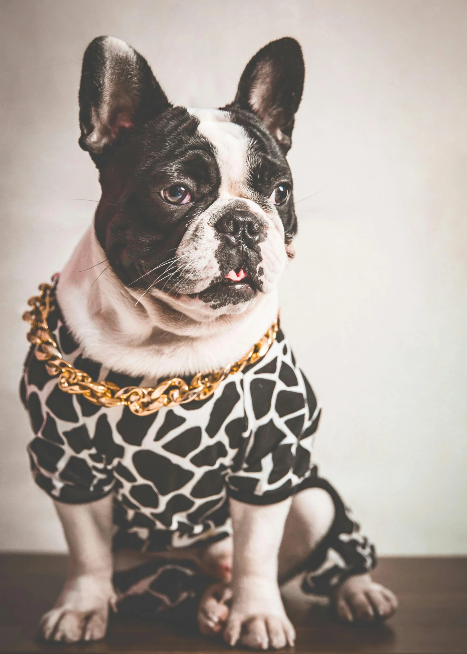 a close up of a dog in a shirt