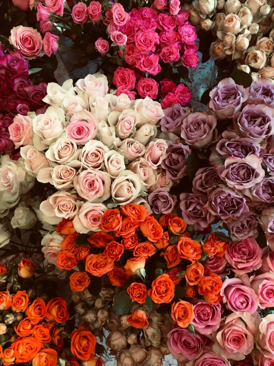 a lot of different roses with many colors