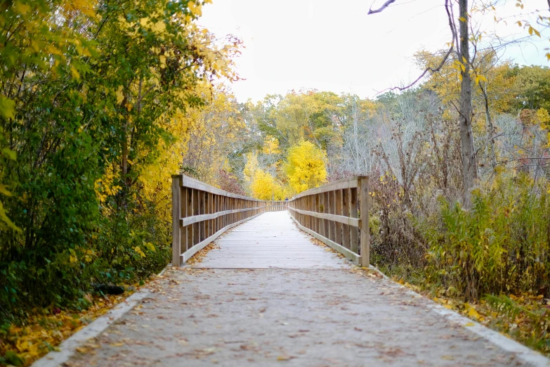 a wooden path with leaves on it running between trees