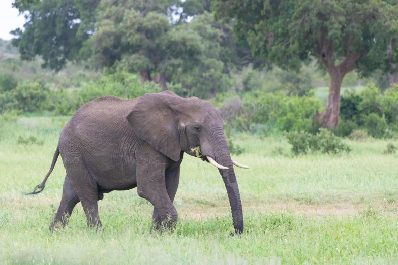 an elephant standing in the middle of a grassy field