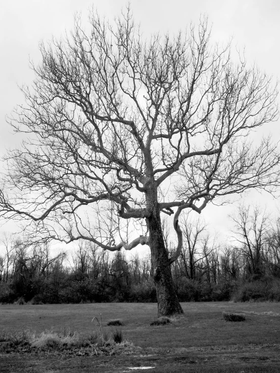 a single tree is standing in a grassy field