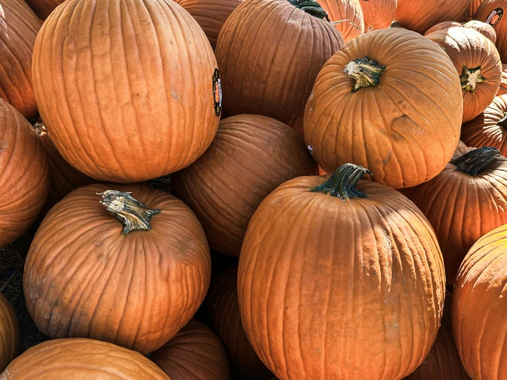 many pumpkins with leaves and one of them is smaller than the other