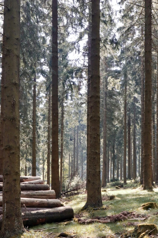 several trees in the woods with steps in front