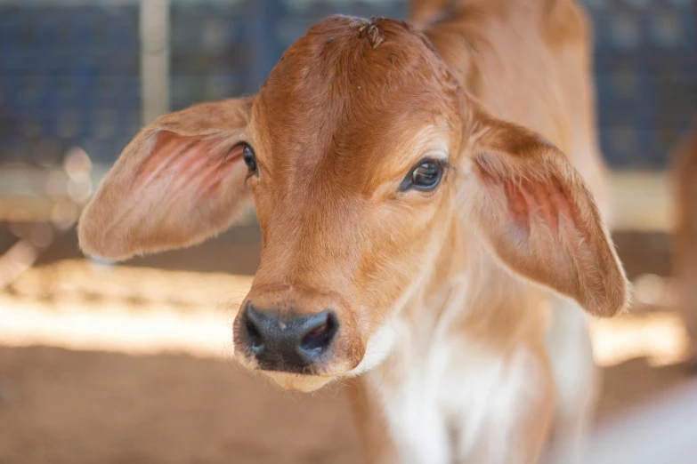 a brown cow standing on top of a dirt field