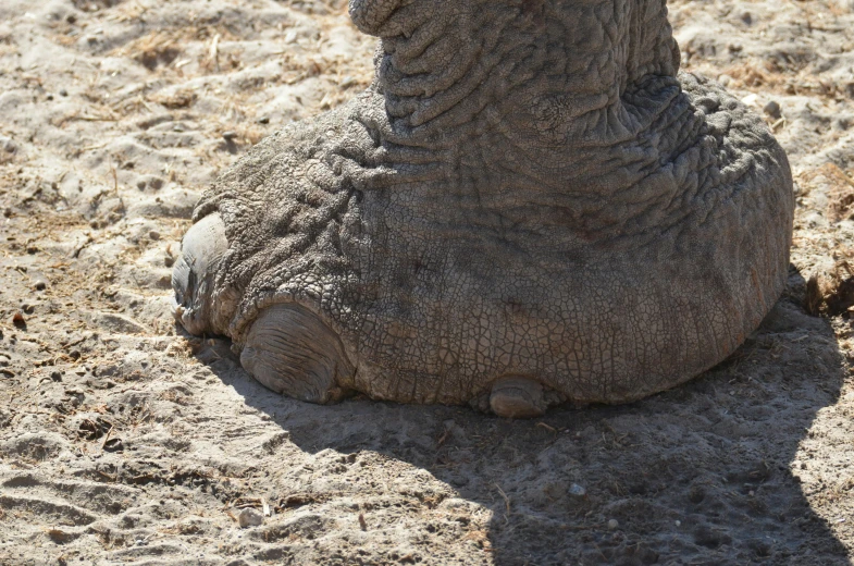 an elephant in the dirt is sitting close to the ground