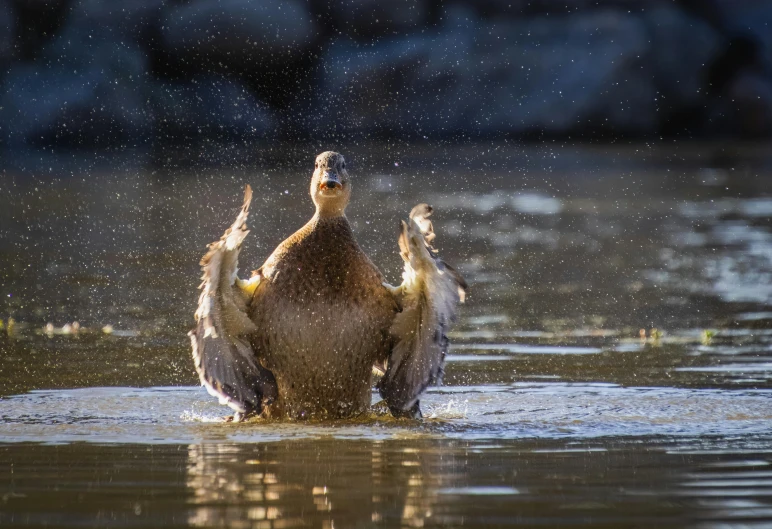 the two birds are bathing in the water