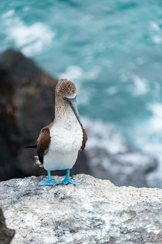 there is a bird sitting on the rock next to the ocean