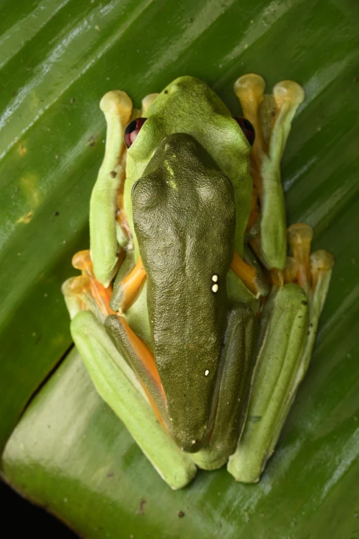 frog covered in green on green leaf with dark background