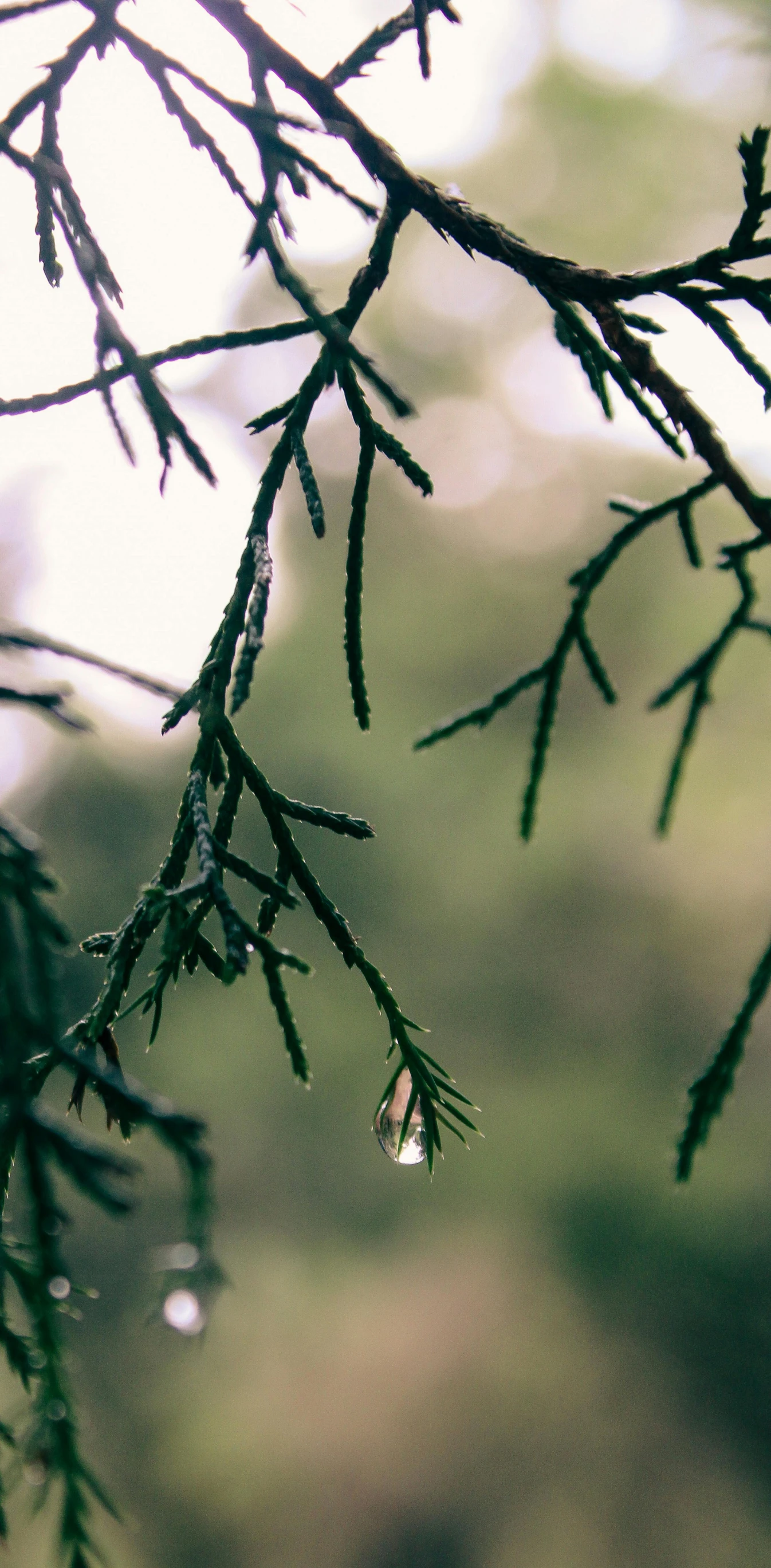 a drop of water hanging from the top of a nch