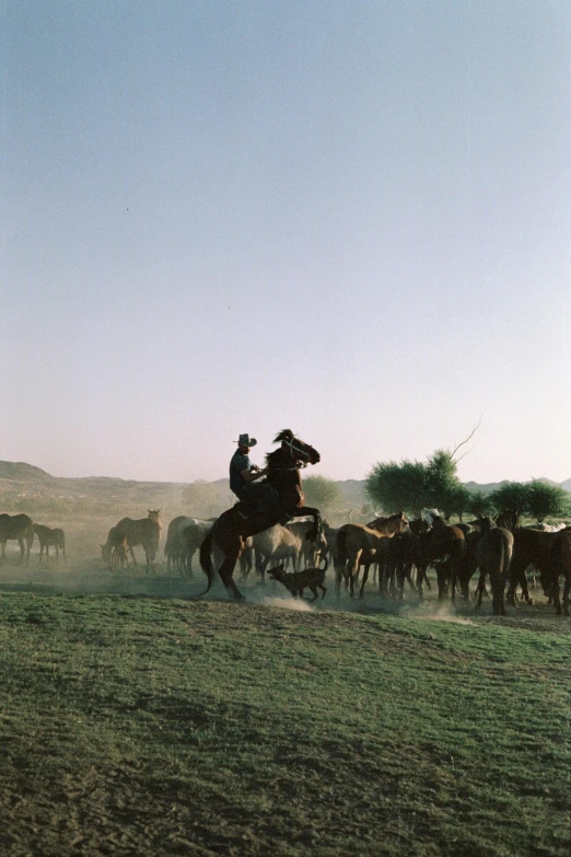 a man riding a horse with lots of cattle