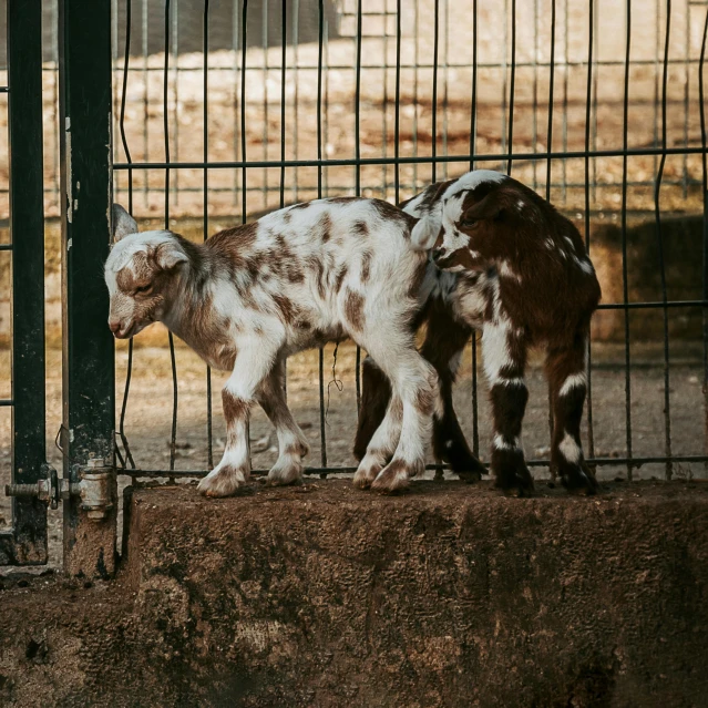 two baby goats stand behind a fence in their pen