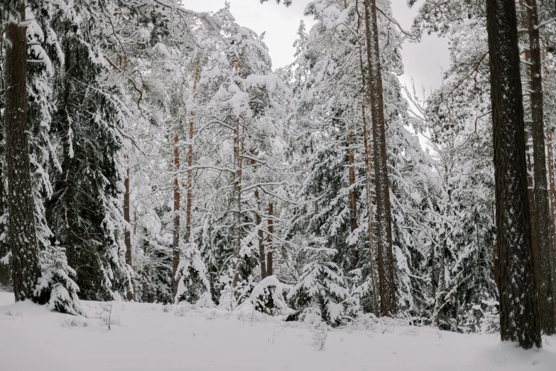 snow covered pine trees on a field in the winter