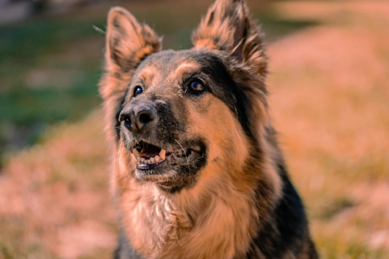 a dog that is smiling and looking straight ahead