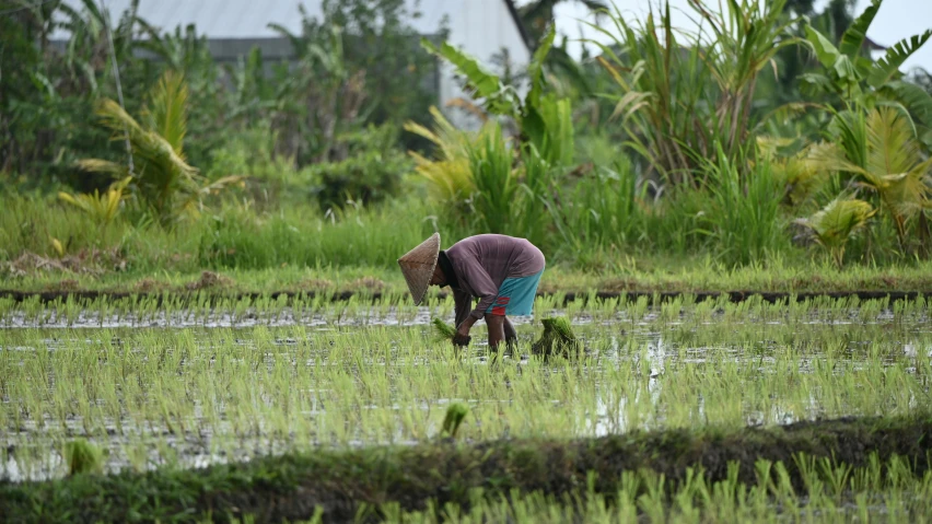 a person standing in a rice field