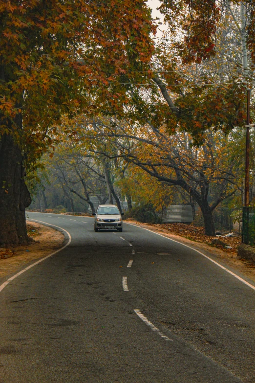 a car on the road surrounded by colorful trees