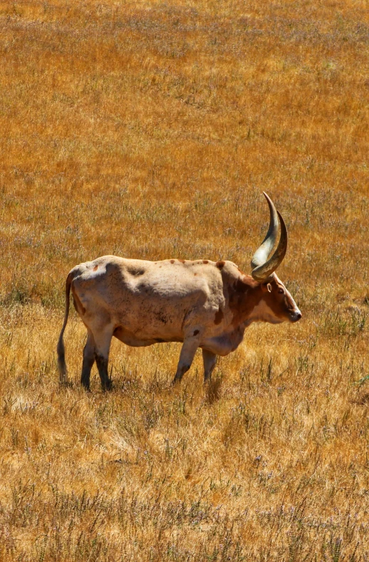 a large bull with long horns in an open field