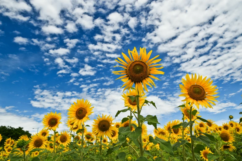 a field full of sunflowers and blue sky