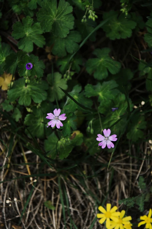 small purple flowers surrounded by green leaves