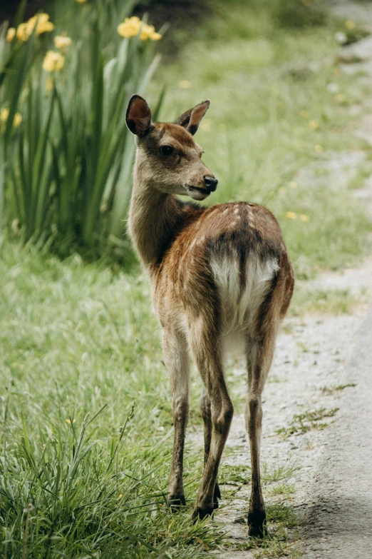 an adult deer standing next to a dirt road