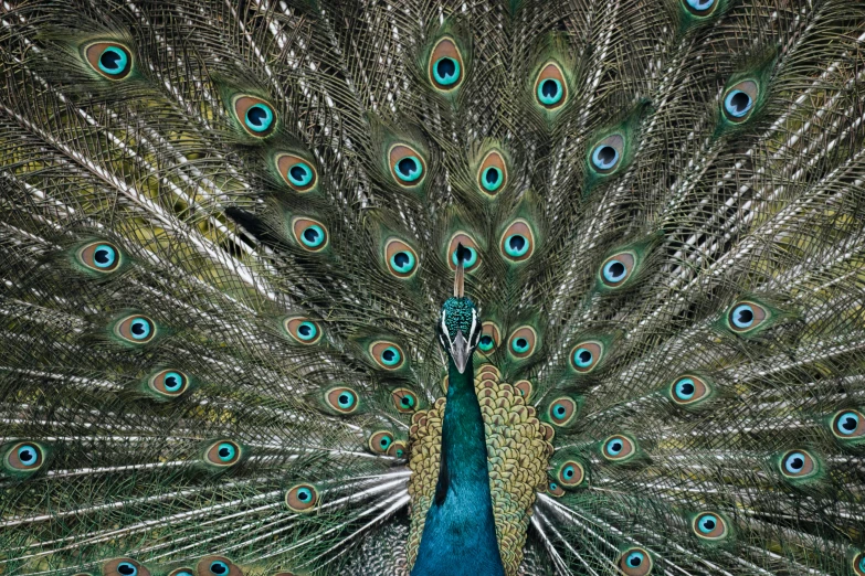 the peacock is spreading its feathers out