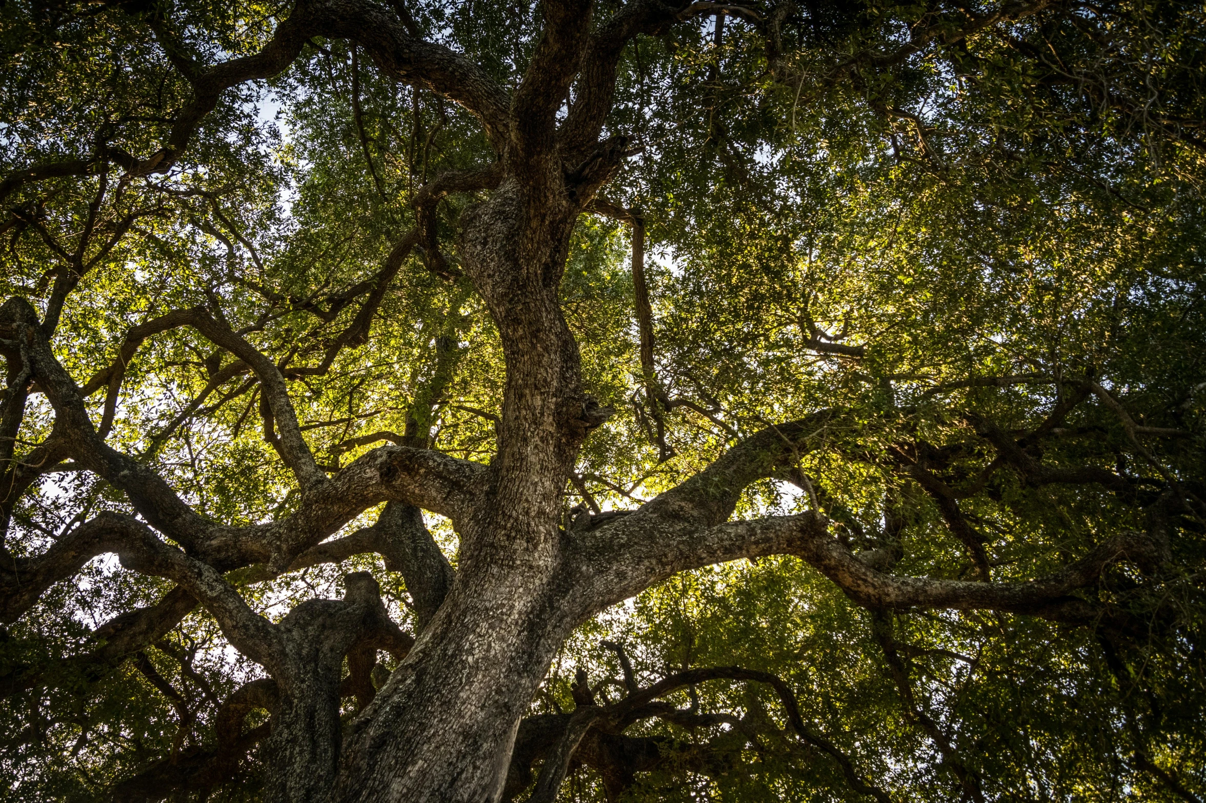 an old tree in the shade, with green leaves