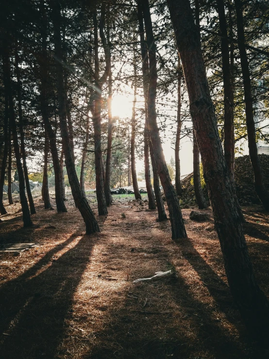 sun shining through the tops of pine trees