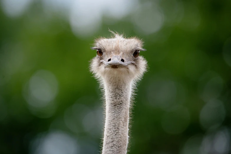 an ostrich looks straight ahead in a blurry picture