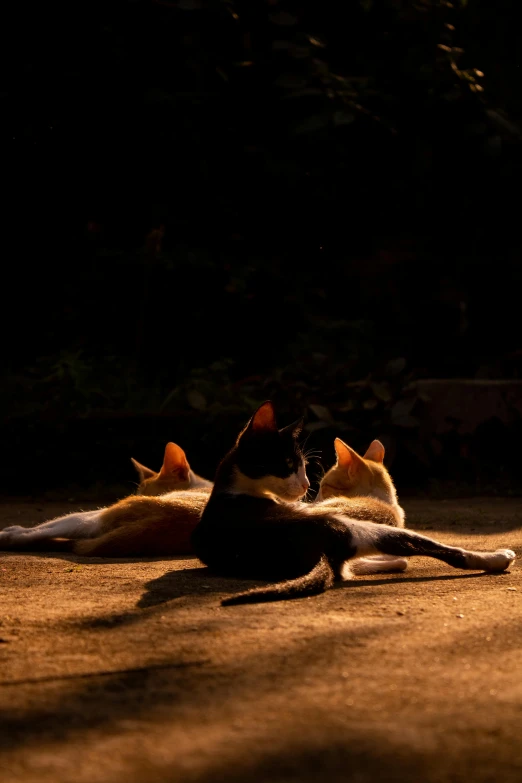 two cats laying down on the ground