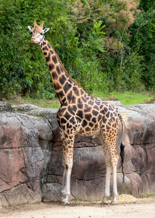 a giraffe standing by a stone wall in the sun