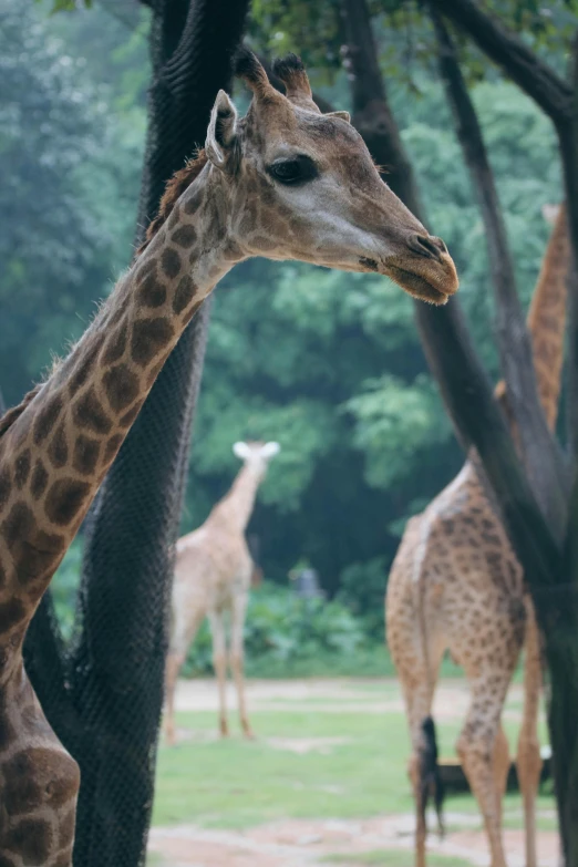 the giraffes are standing among the trees