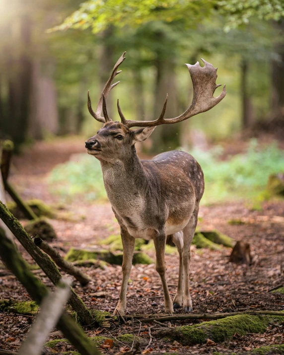 a deer standing on a forest floor with a single antler