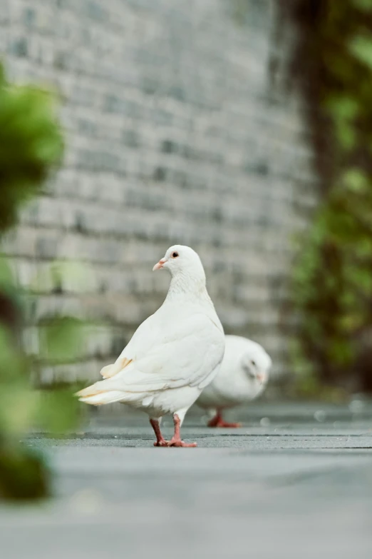 a small white bird with a black beak stands in front of two larger birds, both standing up