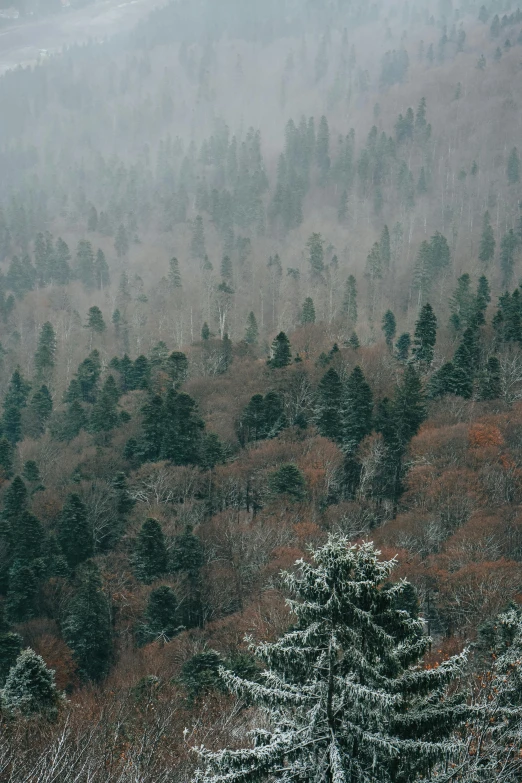 trees are covered in heavy snow on the side of a hill