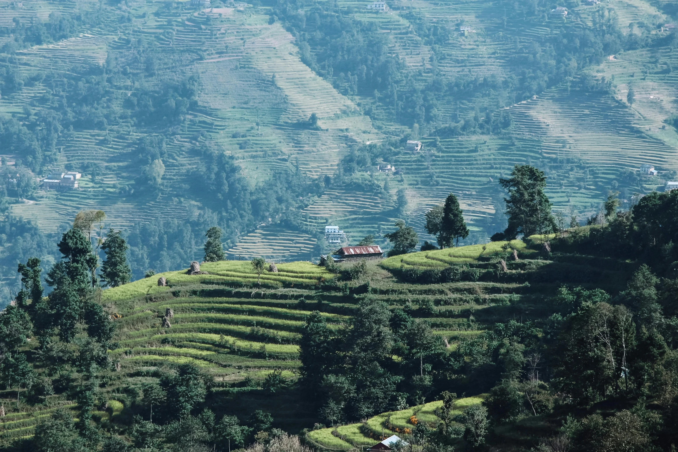 a tea estate is located on the side of a hill