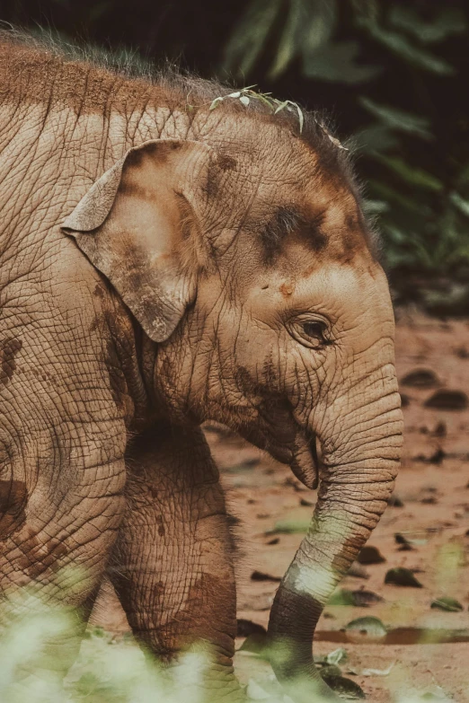 a baby elephant walks in a dirt area