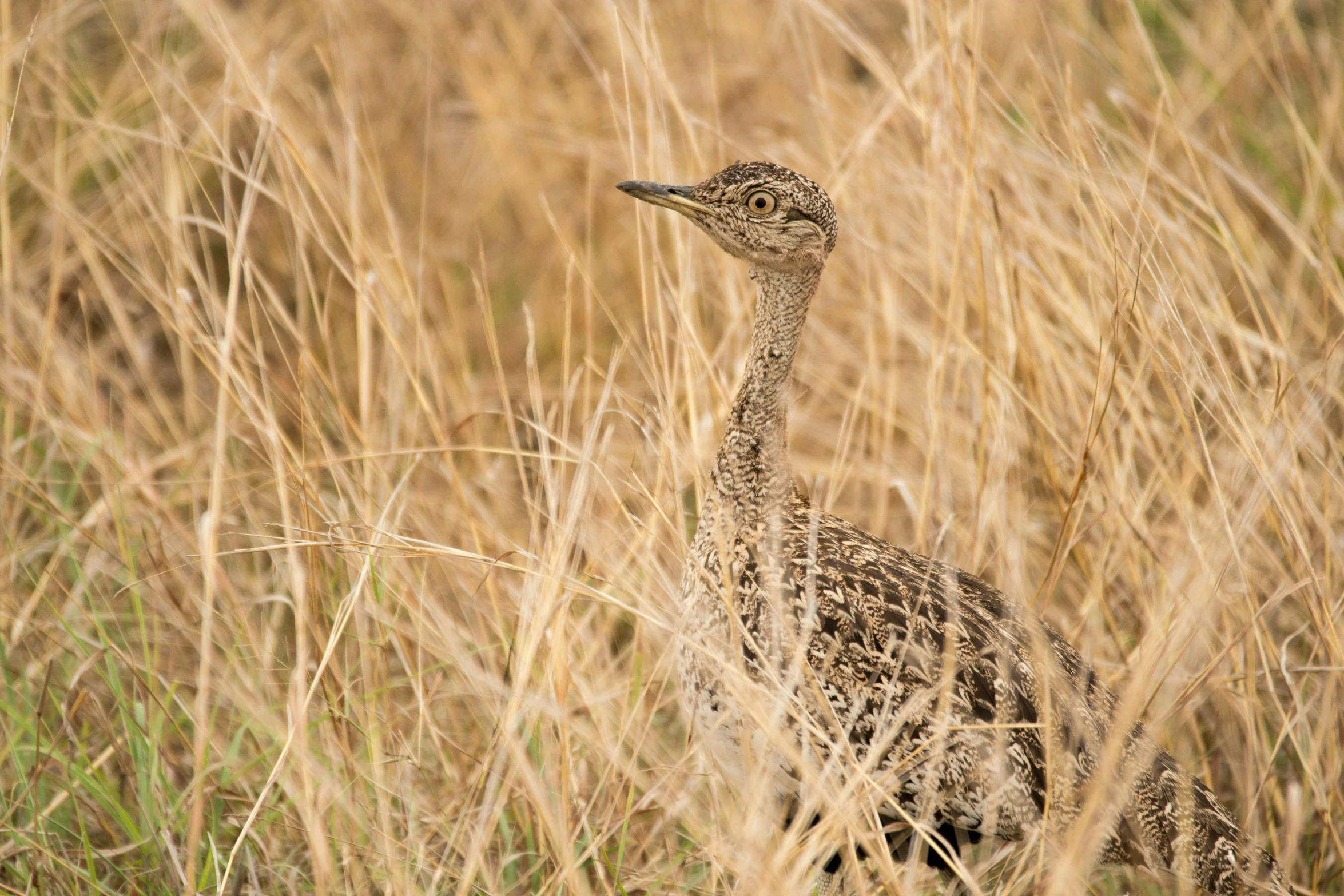 an ostrich in some tall dry grass looking at the camera