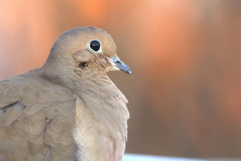 a bird with brown feathers and a black beak