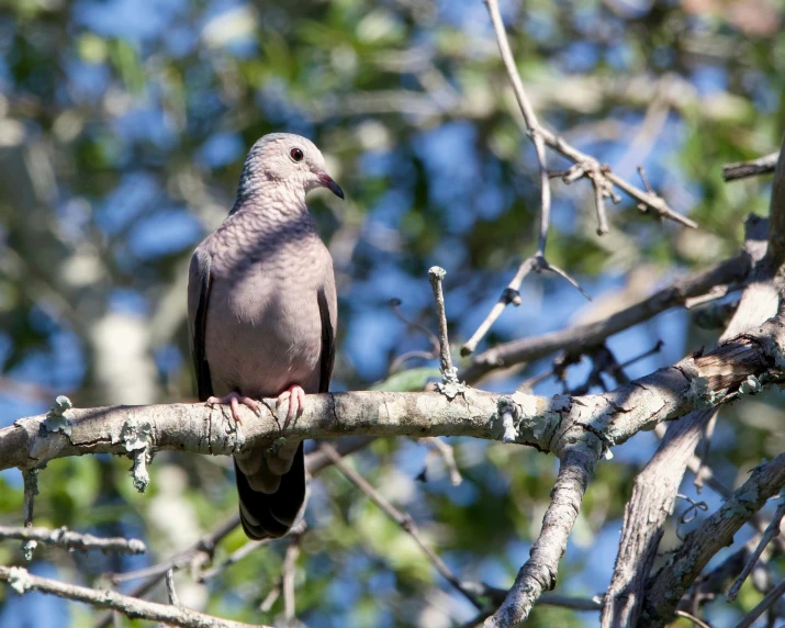 a grey and black bird perched on top of a tree nch