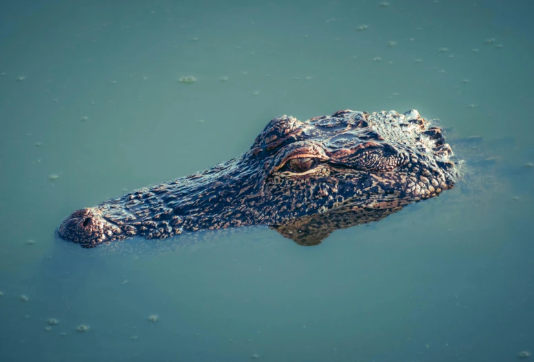 an alligator submerged in a body of water