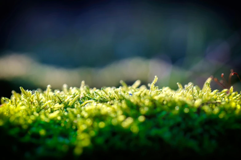 a close up image of a green moss