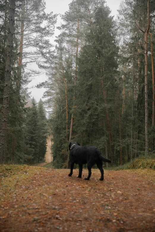 a black dog standing on top of a forest covered with leaves
