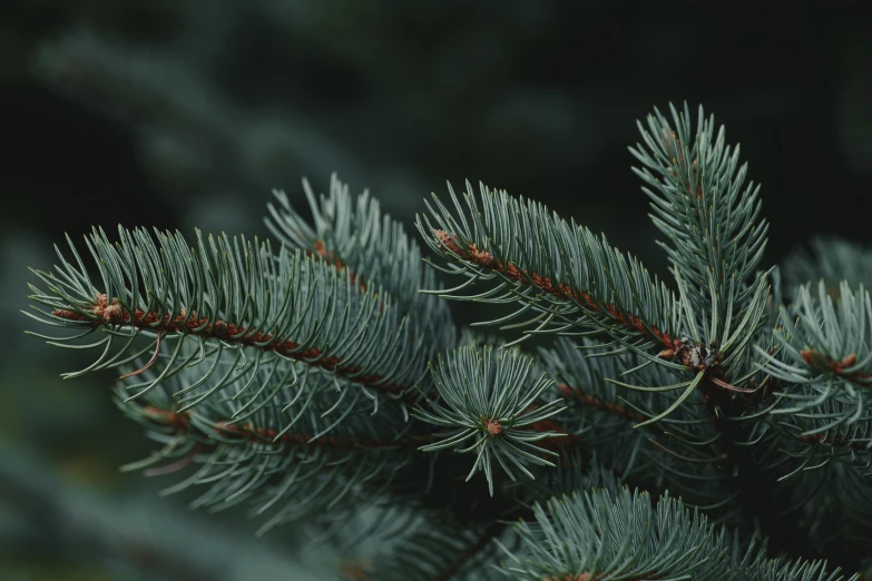 a pine tree nch that is very large and green