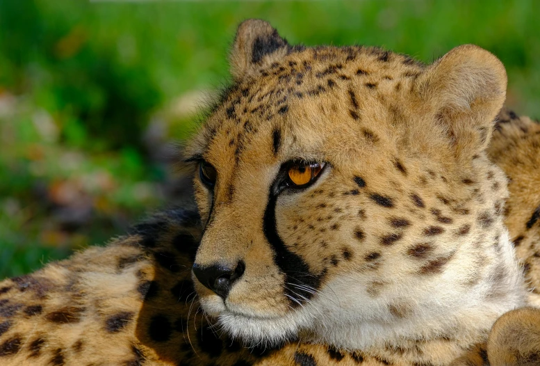 a cheetah laying down on the grass next to some brush