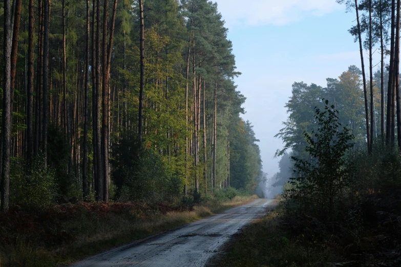 a dirt road in the middle of an open forest